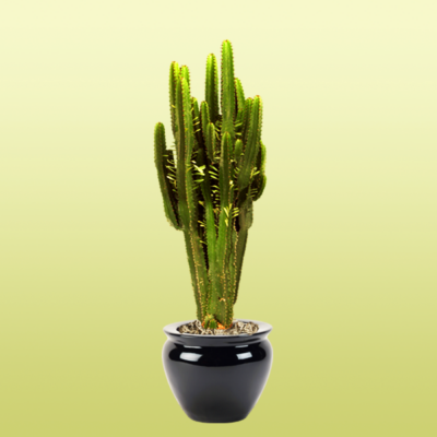 Cactus Euphorbia
