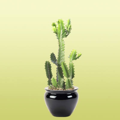 Cactus Euphorbia Trigona