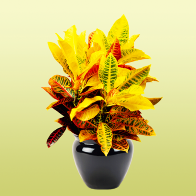 Croton Petra