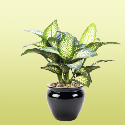 Dieffenbachia Tropic Snow