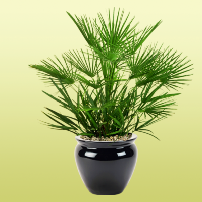 European Fan Palm