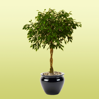 Ficus Benjamina Braid