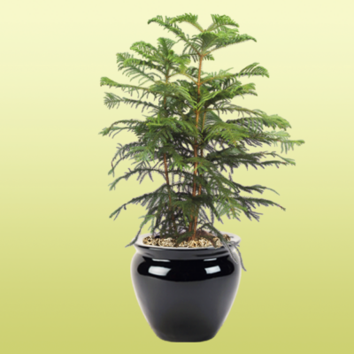 Norfolk Island Pine