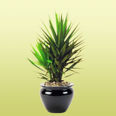 Yucca Tip