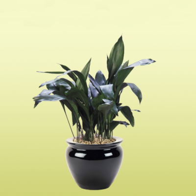 Cast Iron Plant Aspidistra Elatior