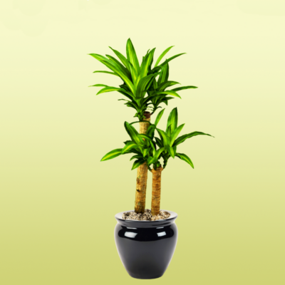 Dracaena Fragrans Massangeana Corn Plant