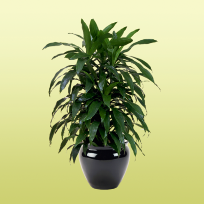 Dracaena Janet Craig Bush