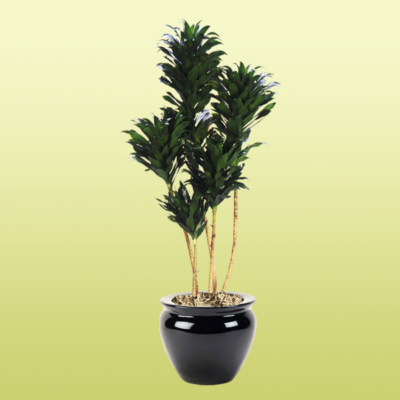 Dracaena Janet Craig Compacta Cane