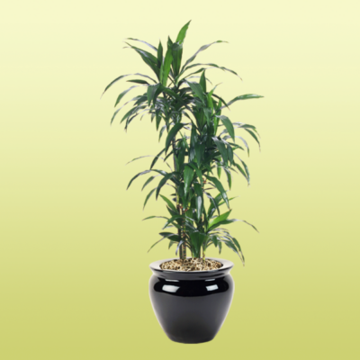 Dracaena Lisa Cane