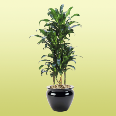 Dracaena Michiko