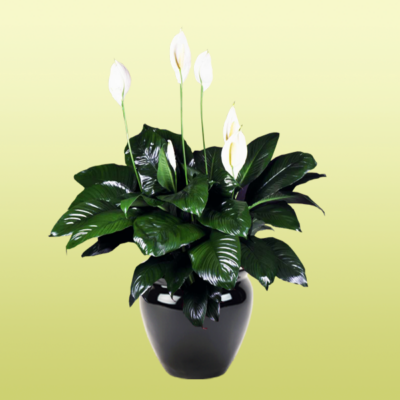 Peace Lily Spathiphyllum Figaro