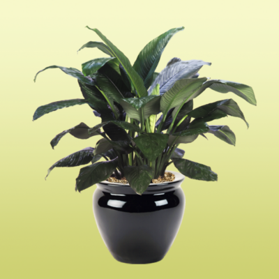 Peace Lily—Spathiphyllum Sensation