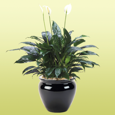 Peace Lily Spathiphyllum Taylor Green