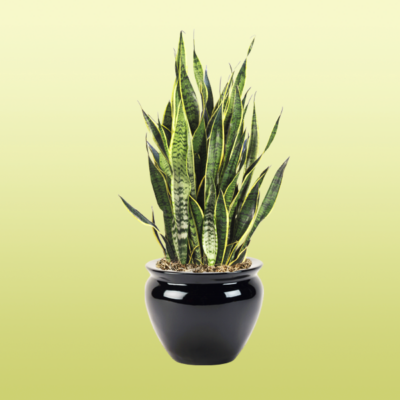 Sansevieria Laurentii