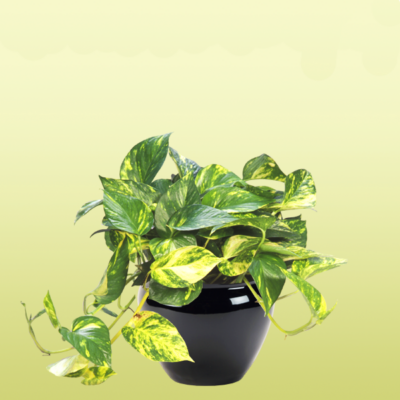 Pothos Golden