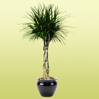 Dracaena Marginata Open Braid