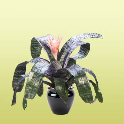 Blooming Bromeliad Fasciata Silver Vase