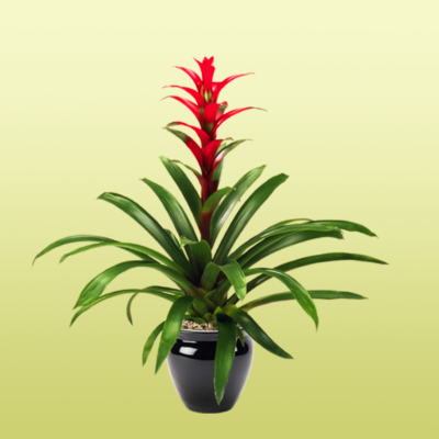 Blooming Bromeliad Guzmania Luna