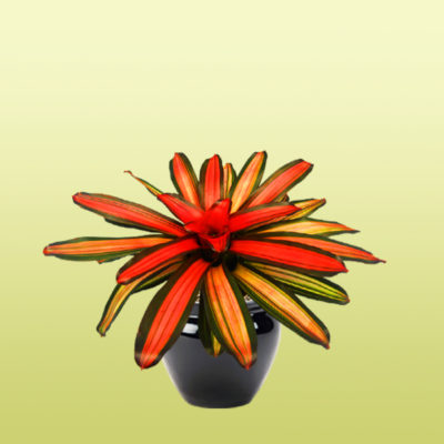 Blooming Bromeliad Tricolor Devroe