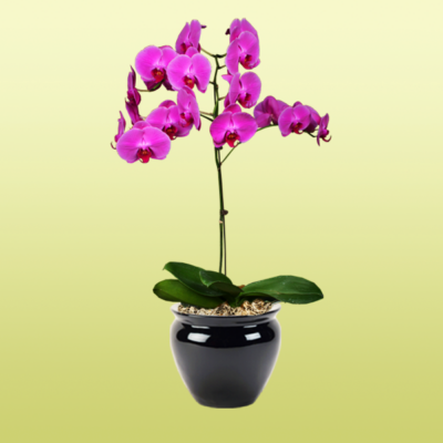 Blooming Orchid Phalaenopsis