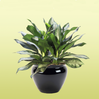 Chinese Evergreen—Aglaonema Silver Bay