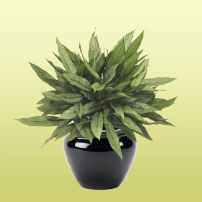 Chinese Evergreen—Aglonaema Patricia