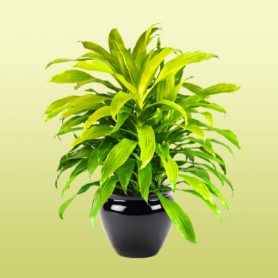 Dracaena Janet Craig Lime Light