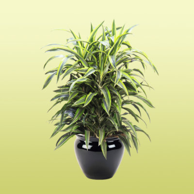 Dracaena–Lemon Lime Bush