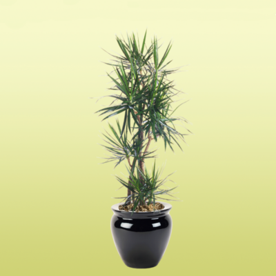 Dracaena Marginata Cane