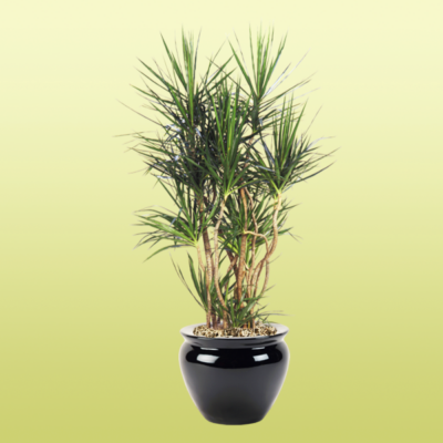 Dracaena Marginata Character