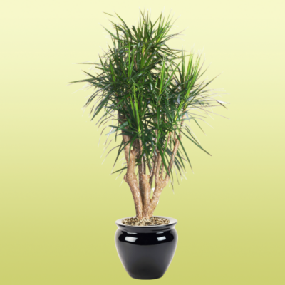 Dracaena Marginata Stump