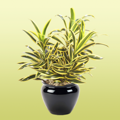 Dracaena Reflexa Song of India