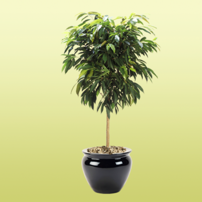 Ficus Amstel King