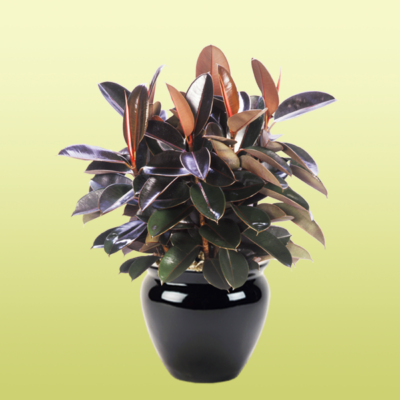 Ficus Decora Burgundy—Rubber Plant
