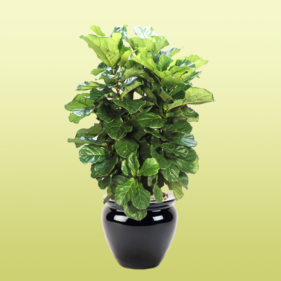 Ficus Lyrata—Fiddle Leaf
