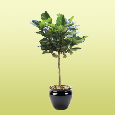 Ficus Lyrata Standard