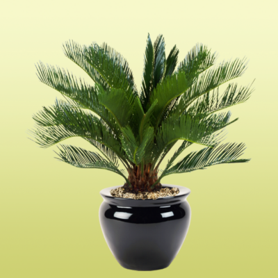 Sago Cycas Revoluta