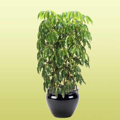 Schefflera Amate