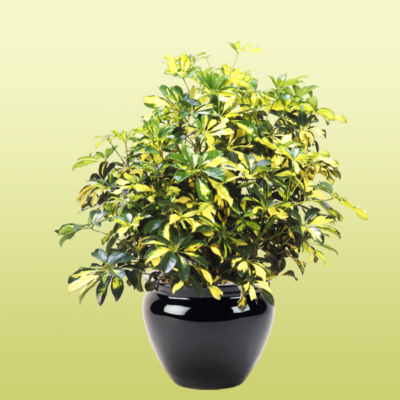 Schefflera Arboricola