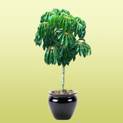 Schefflera Tree—Tupidanthus