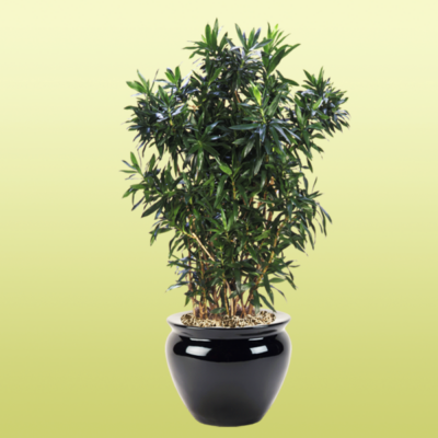 Plant Medium Lilght Dracaena Reflexa
