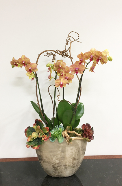 Website Blooming Orchid Arrangement Medium E Copy