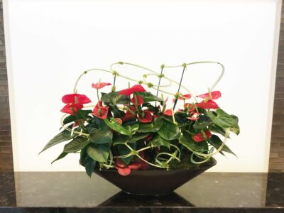 Anthurium Arrangement with modern accents EDITED