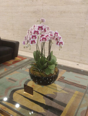 Orchid-4-6-in-Hancock-Lobby