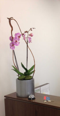Orchid-Arrangement-for-reception-in-cylinder-container-IMG_0806