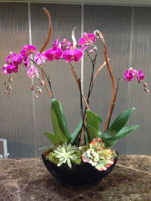 Orchid-Arrangement-four-stalks-in-oval-bowl