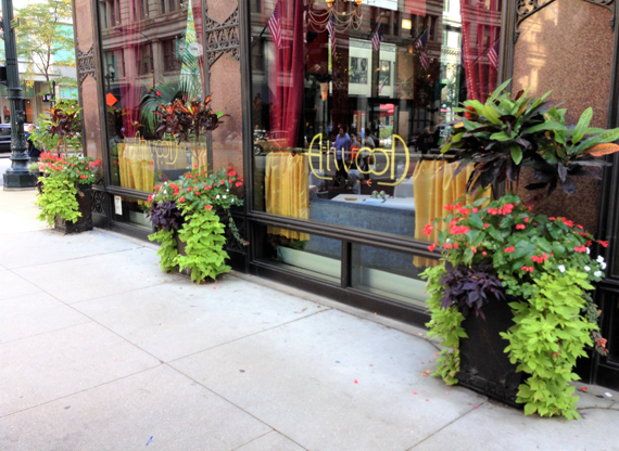 Outdoor Croton Topiary Red Begonias Potato Vine Impatiens Grouping Late Summer