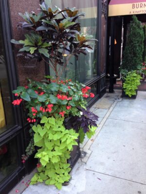 Outdoor Croton Topiary red begonias potato vine impatiens late summer side view(1)