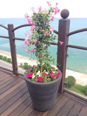 Outdoor Mandevilla deep pink yellow petunias rooftop