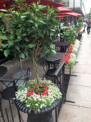 Outdoor Summer Hibiscus Topiaries summer annuals grouping troughs and urn